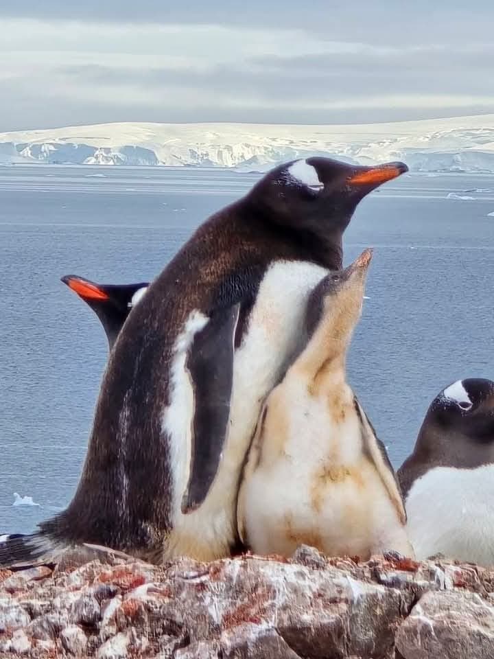Antarctica View 3
