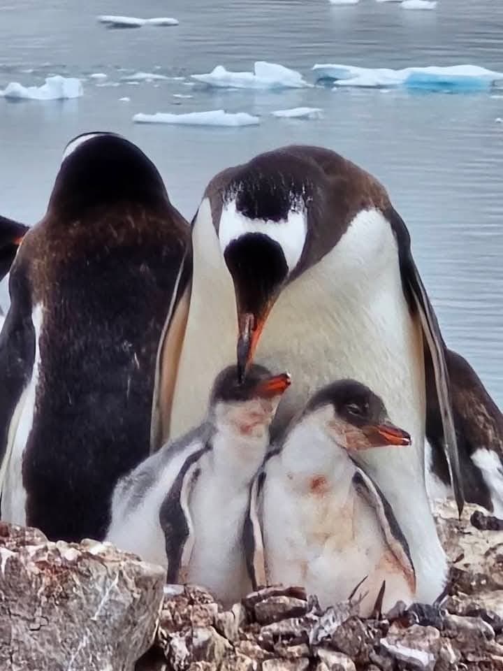 Antarctica View 4