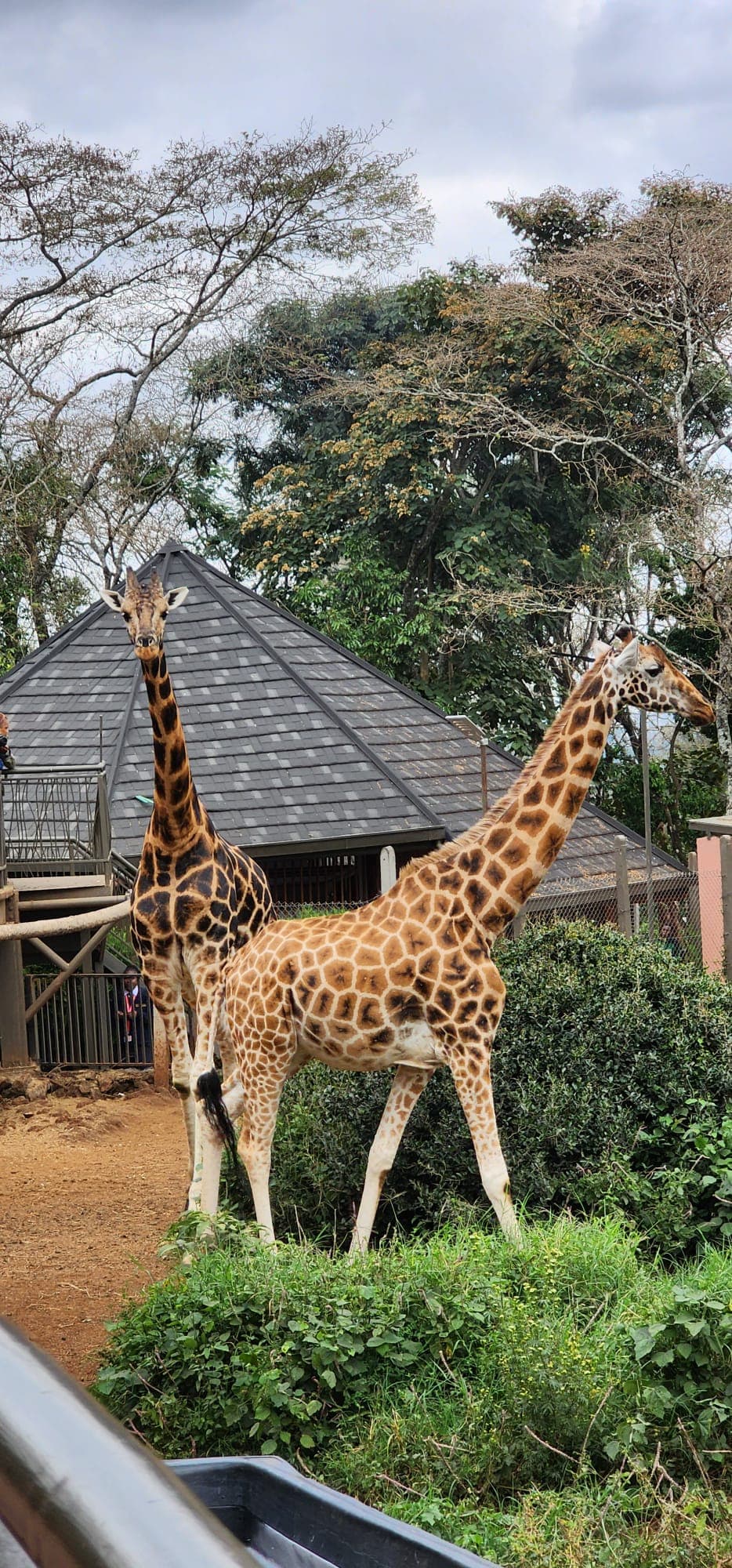 Giraffe Center & Nairobi