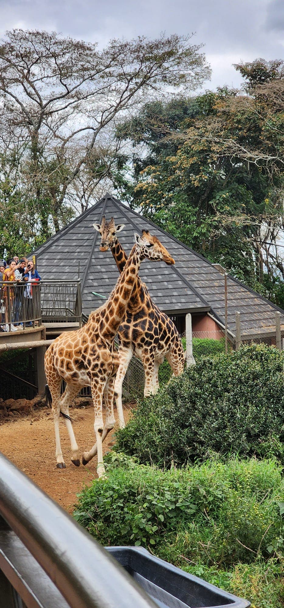 Giraffe Center & Nairobi View 2
