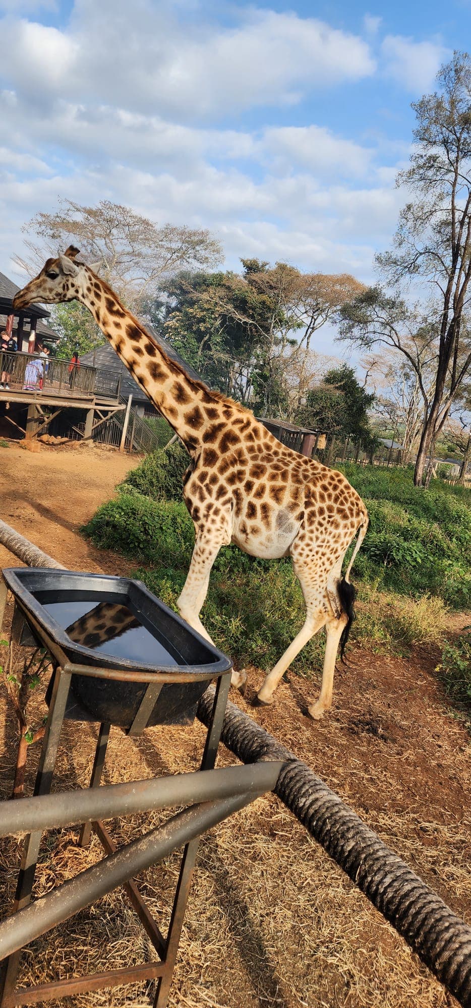 Giraffe Center & Nairobi View 3