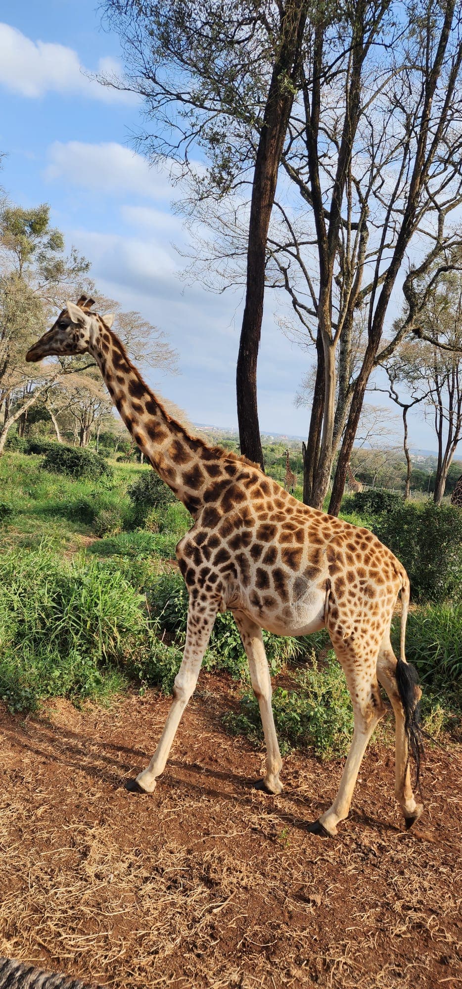 Giraffe Center & Nairobi View 4