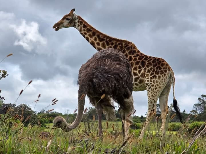 Maasai Mara