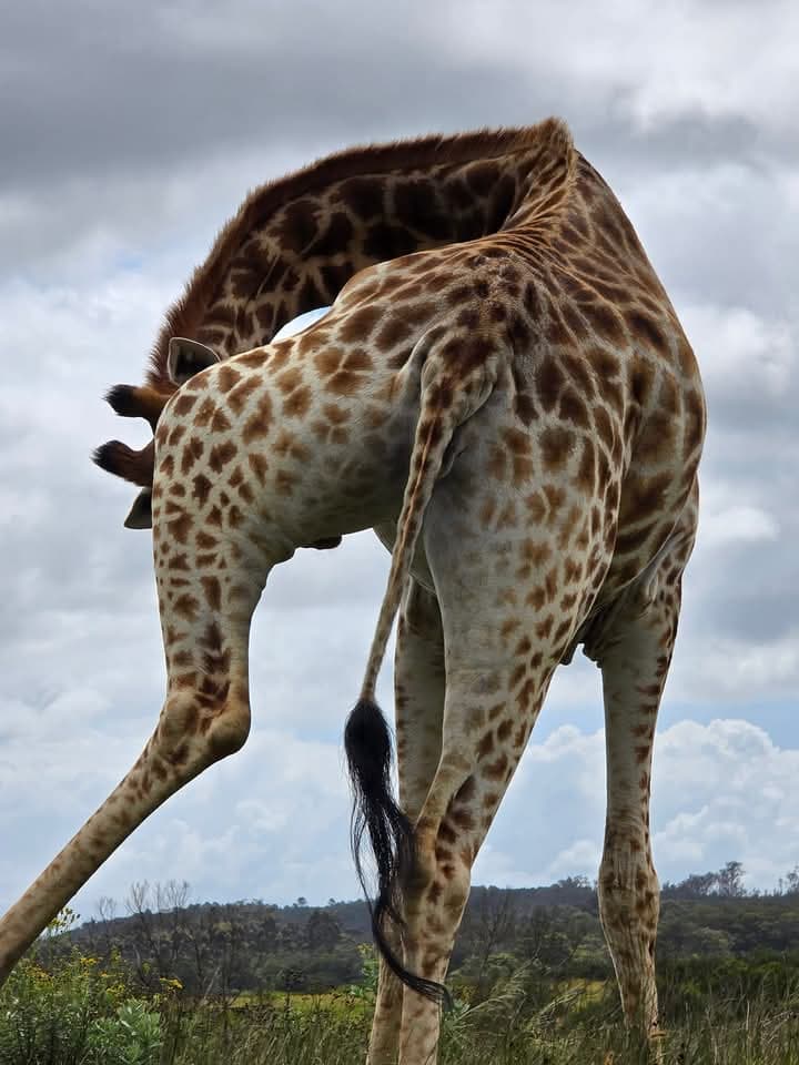 Maasai Mara View 2