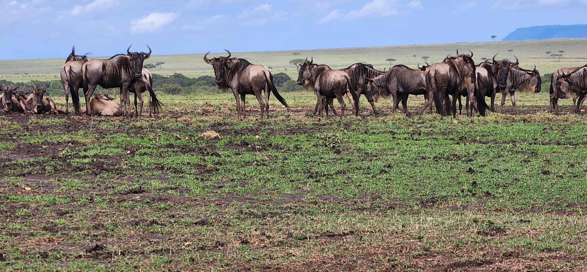 Maasai Mara View 4