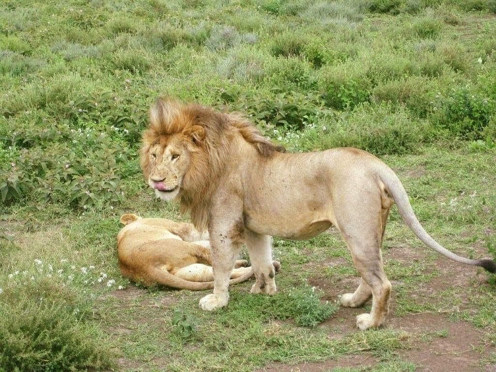 Maasai Mara